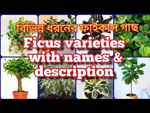 , title : 'Varieties of Ficus Plant with Name|| বিভিন্ন ধরনের ফাইকাস গাছ|| Types of Ficus Plant , Indoor Plant'