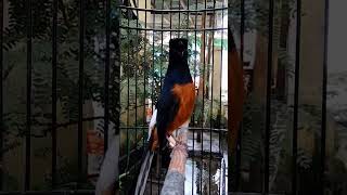 Download lagu Murai bongkar isian mewah https://youtu.be/07JikcEePbo mp3 Download lagu Murai bongkar isian mewah https://youtu.be/07JikcEePbo mp3