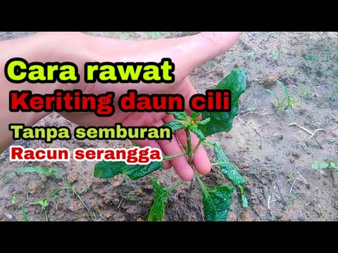 , title : 'Cara mengatasi/rawat keriting daun pada pokok cili/cabe-How to treat curly chili leaves .'