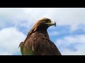 Wild Groovy 10 Min Relaxing Chill Disco Mix With Nature Visuals 2026 Created With GarageBand