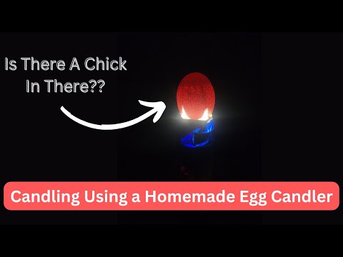 Candling Eggs for Hatching: Spotting Healthy Chicks (Easy Guide)