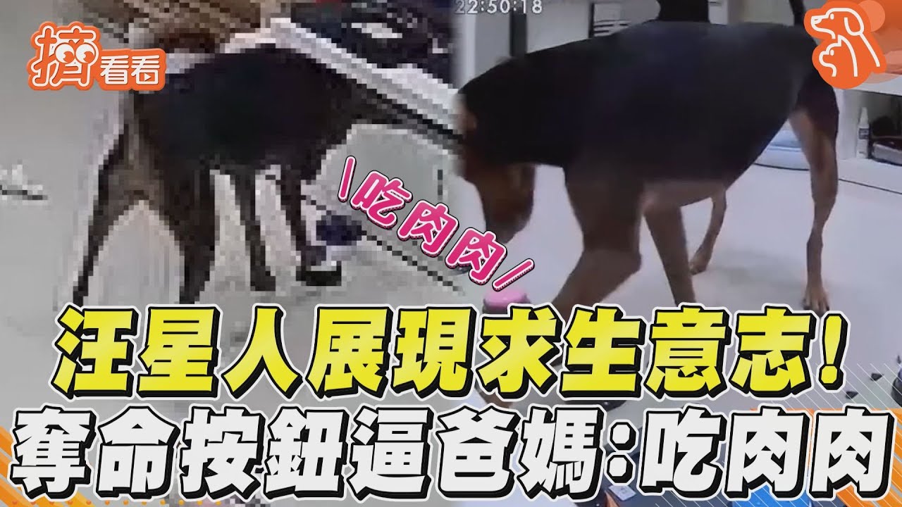 影音／汪星人餓壞展現求生意志！　奪命按鈕逼爸媽：吃肉肉