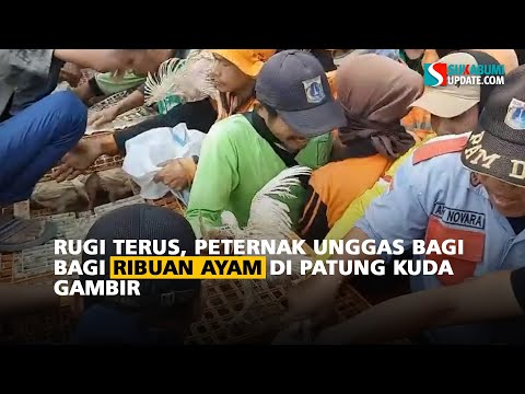 Rugi terus, Peternak Unggas Bagi-bagi Ribuan Ayam di Patung Kuda Gambir