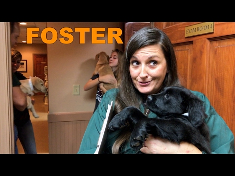 Why you should foster a rescue dog
