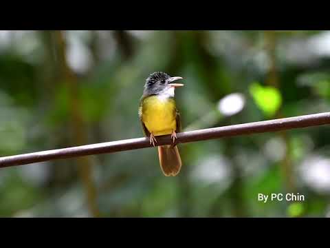 Bulbul zlatý (Alophoixus phaeocephalus) — spev a hlas v prírode