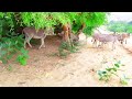 Donkey Mating Mating Donkey Animal MatIng Animals Wildlife Donkey