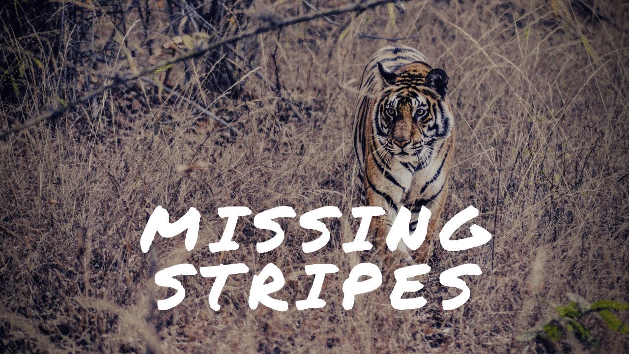 India Leads The World In Tiger Poaching | #DataBaaz