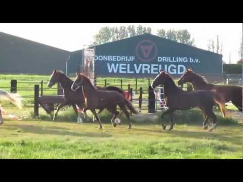 Paarden/ponies van Manege Stal Flicka naar de wei 2012 013.MOV