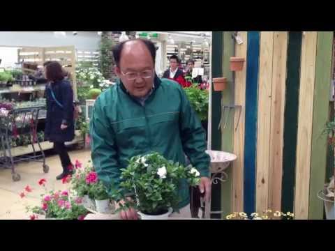 クチナシの剪定時期と方法は？プロセス全体は 4 つのステップで完了  庭園