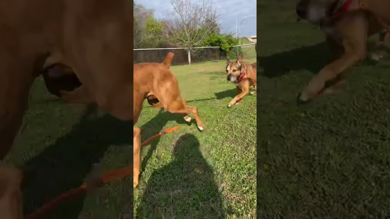 Enlarge Nibbler, a Adoptable Mixed Breed in Chattanooga, TN video 6/6