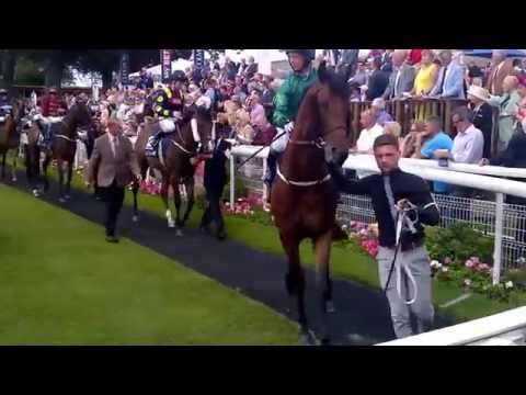 2015 Nunthorpe runners in the paddock at York.