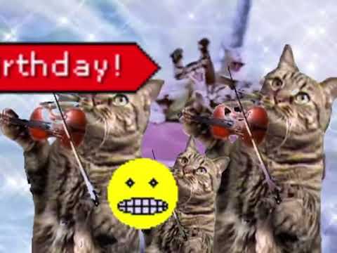 happy birthday funny cats and more