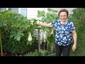 Italian Grandma S Vegetable Garden Tour 2023