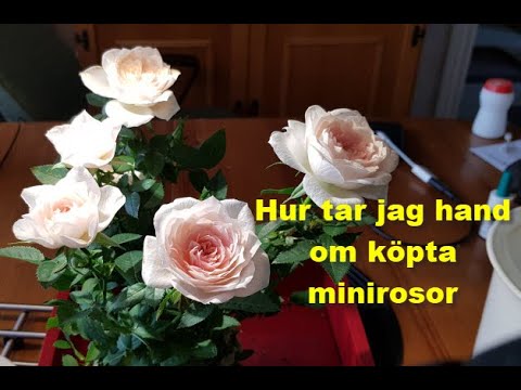 Hur tar jag hand om köpta minirosor
