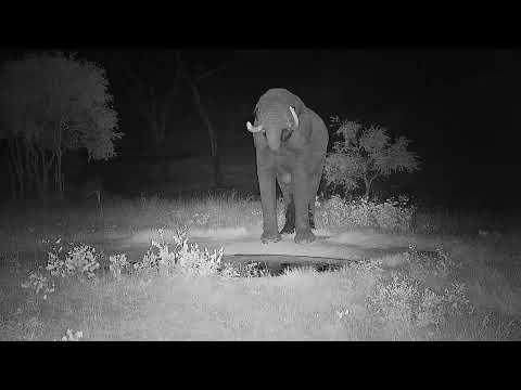 Djuma: Lone Elephant bull - 01:36 - 03/12/2022