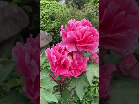 癒しの春の野の花ベロニカ オフィシナリス