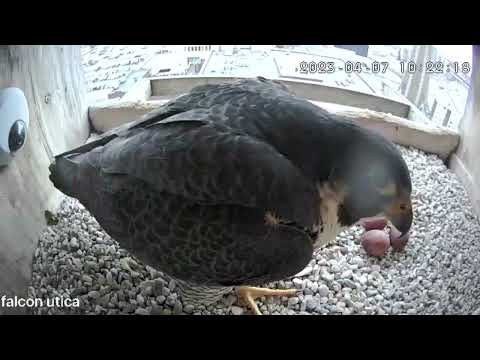 April 8 2023 Quick changeover 1022AM