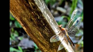 The Pines - "What Good Am I"