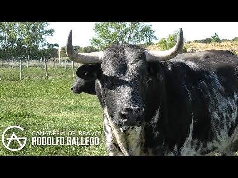 Ganadería de Toros Bravos Rodolfo Gallego y La Historia de los Lobos que pasaron por la Finca