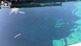 【小6とわ子/旅行】家族で箱根旅行②ちょっと北へ #忍野八海 #山梨県 #箱根 （2021年12月）