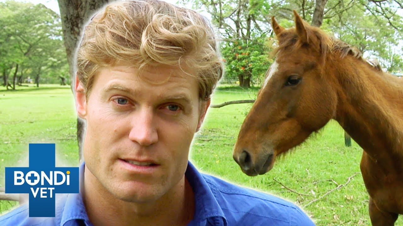 Failed Racehorse Dumped In Paddock 😔 | Bondi Vet