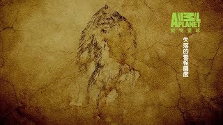動物星球頻道 《探尋雪怪的傳說》完整節目