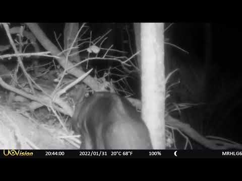 Pig Attacks Kiwi Burrow!!