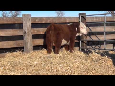 Snowshoe 23Y Power Play W01 48A