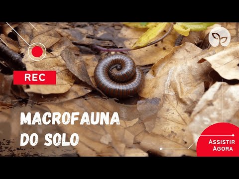 MANEJO ECOLÓGICO DO SOLO | O que é macrofauna do solo ?