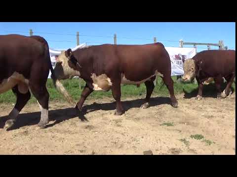 Lote 4 Toros PI Polled Hereford, Lavalleja