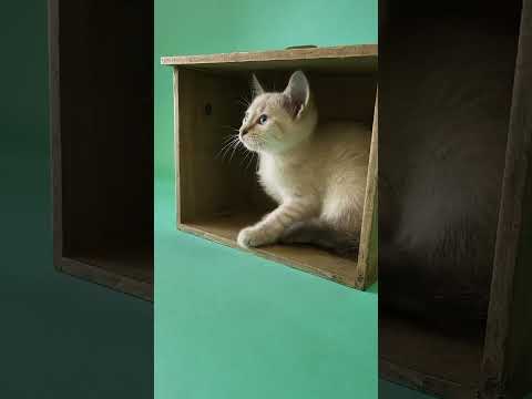 Uva (AMR), an adoptable Siamese Mix in Issaquah, WA_image-1