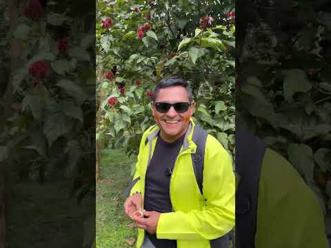 IX CAPÍTULO Zamora Chimchipe #1docuseriedelecuador #turismo #milindoecuador