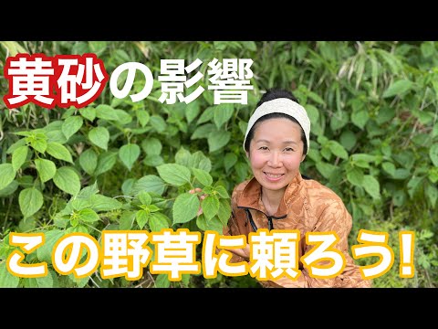 薬用植物でアレルギーを遅らせる トピックス