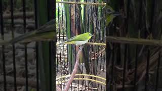 Download lagu Ciri ciri pleci mengeluarkan suara ngecir tanda bahaya bukan birahi mp3 Download lagu Ciri ciri pleci mengeluarkan suara ngecir tanda bahaya bukan birahi mp3