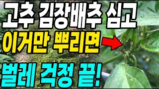 고추 김장배추 김장무심고 이거만 뿌리면 벌레걱정 끝! 순식간에 벌레 싹다 박멸!