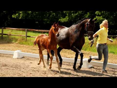 Stute, geb. 09.06.2021 – V: Vivaldos M: Lemony’s Nicket – San Amour