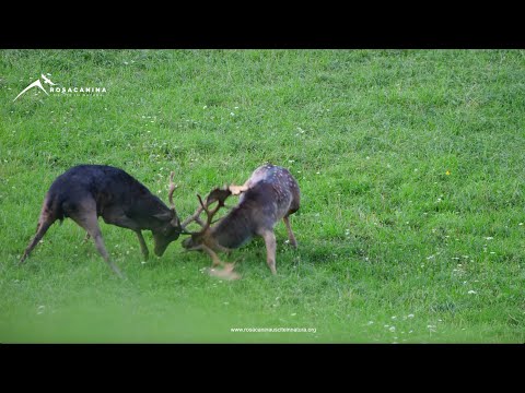 Daini - Dama dama - Il combattimento