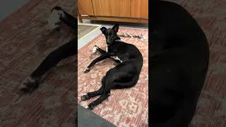 Video preview image #1 Mutt Puppy For Sale in Milwaukie, OR, USA