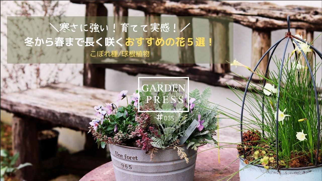 冬から春まで長く咲く花5選｜寒さに強いおすすめの花【ガーデニング】｜おしゃれな庭｜手間いらずの庭｜ナチュラルガーデン