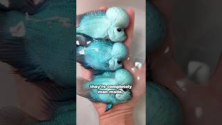 Download lagu Ikan louhan dipercaya membawa keberuntungan dan kemakmuran, banyak orang yang memeliharanya di ru... mp3 Download lagu Ikan louhan dipercaya membawa keberuntungan dan kemakmuran, banyak orang yang memeliharanya di ru... mp3