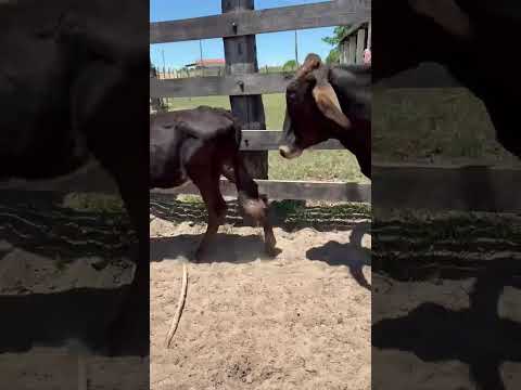 33 Bezerras de linhagem Leiteira: 1.250 reais cada em Messias Targino/ RN.ZAP 84 99810 2784*#gado