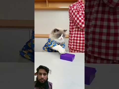 New short video #craftypuff #cat #funny #rabbiteating #pets #diyfun #catfunny #meowgical #cutestuff