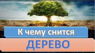 К чему снится дерево - его ветки, листья, корни или целый лес согласно толкованиям сонников? Расскажем почему приснился такой сон мужчине, женщине и что он сулит.

0:00 | Символ дерева во сне
0:20 | К чему снится зеленое дерево с