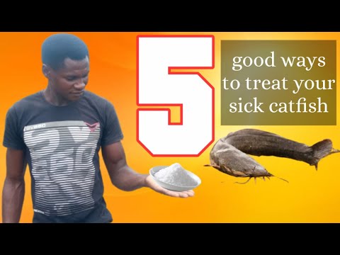 Top 5 good ways to treat affected catfish | How to treat sick catfish