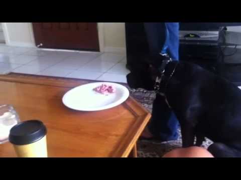 Duke Dog Training / Coaching video.