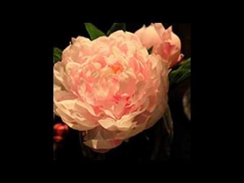 Grand Adagio, Love Duet, Swan Lake, Tchaikovsky