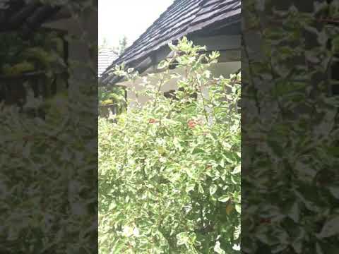 Videos del Galley Bay Resort Spa 4★ en Saint John, Antigua y BarbudaVer MásVerPrecios20CerrarConsulta por Whatsapp 🇦🇷BookingTripadvisorExpediaAgodaTravelocityOrbitzPricelineTripSkyscannerDespegarKayakHotelesBestdayDestiniaTrivagoTurismocityLastminuteHotwireTuiWotif