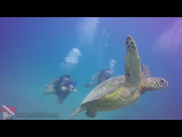 Diver gliding over coral at Horseshoe Reef, Honolulu