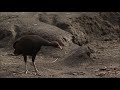 Rare Footage Of Megapode Birds Laying Eggs In Volcano Ash Covered Islands And Their Predators