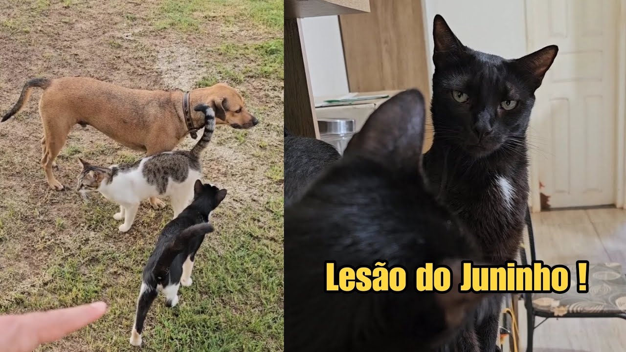 For those who want to know how Juninho is doing...